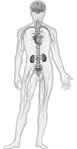 How Foot Pulse ACU effect on Body to relieve your leg pain